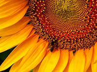 A large yellow sunflower with a bee on it